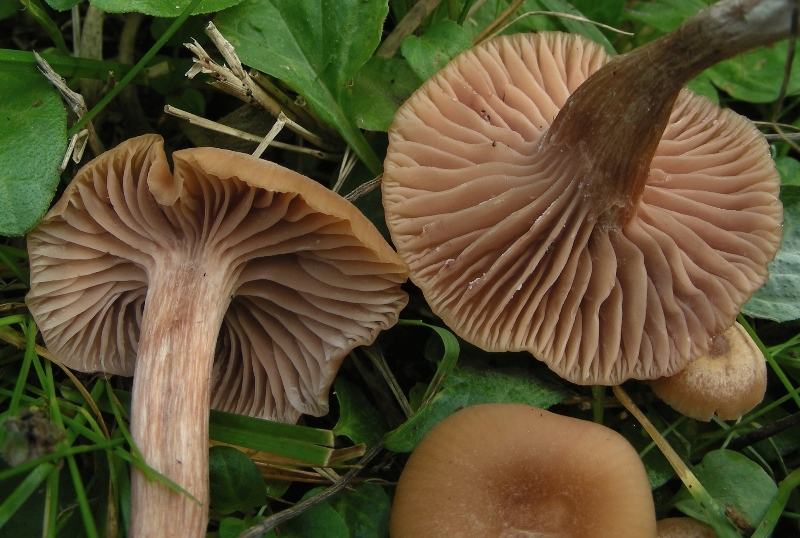 Laccaria?